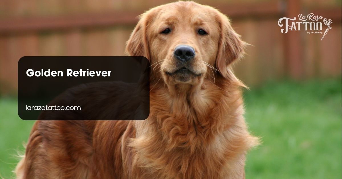 Golden Retriever