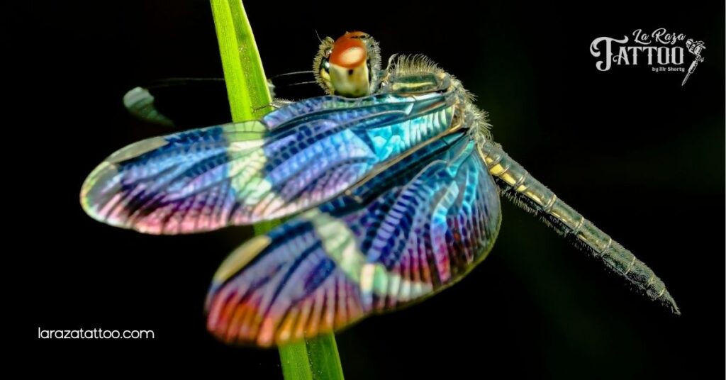 Discover the Meaning and Beauty of Dragonfly Flower Tattoos: Symbolism, Designs, and Care Tips 1 The Symbolism of Dragonflies